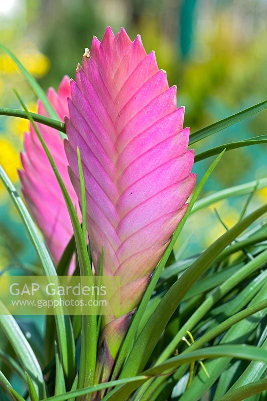 Tillandsia cyanea - Pink quill