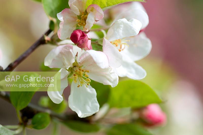Malus 'Professor Sprenger' - Apple blossom 