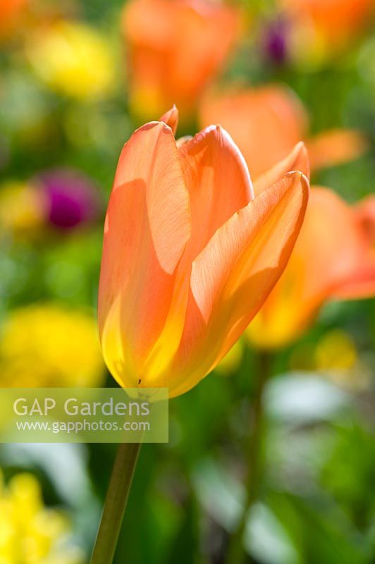 Tulipa fosteriana 'Orange Emperor' - Tulip 'Orange Emperor'