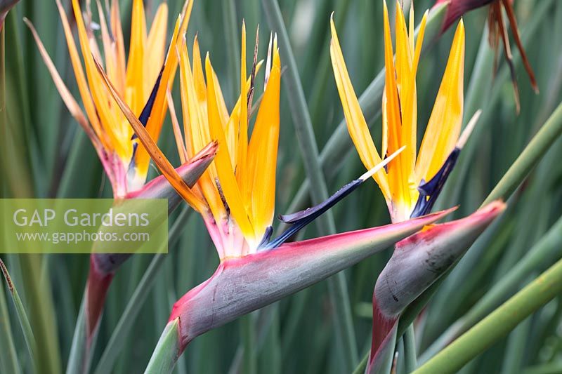 Strelitzia juncea - Bird of Paradise Flower 