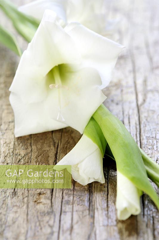 White Gladiolus Flower spray on table 