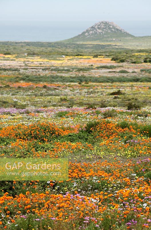 Mixed dasiy flowers in the West Coast National Park in spring, Western Cape, South Africa.