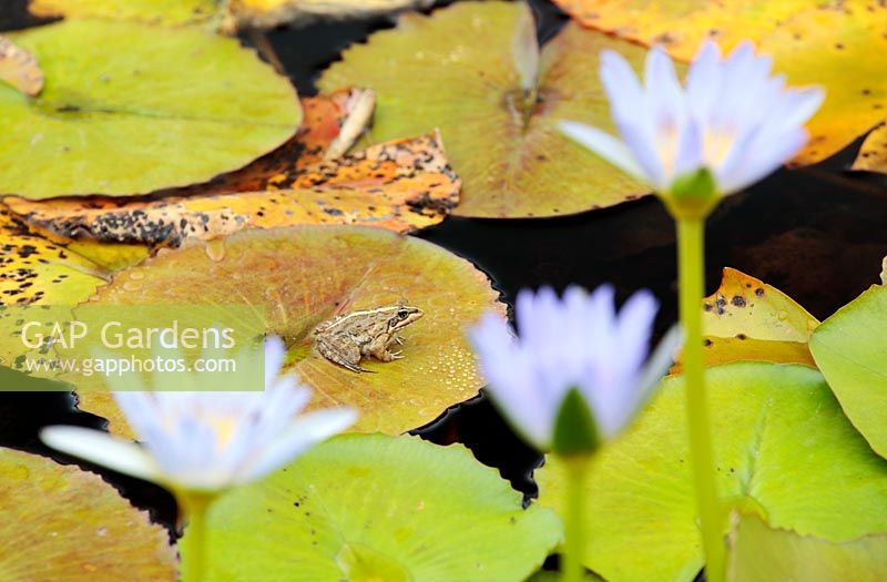 Amietia fuscigula - Cape river frog on Nymphaea nouchali - Blue water lily, Cape Town, South Africa. 