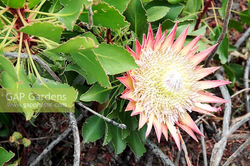 Protea cynaroides - King Protea in natural habitat, Cape Town, South Africa. 