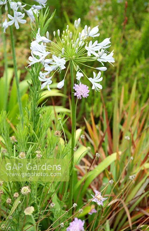 Agapanthus praecox - Nile Lily or African Lily and Scabiosa africana Cape Scabious 