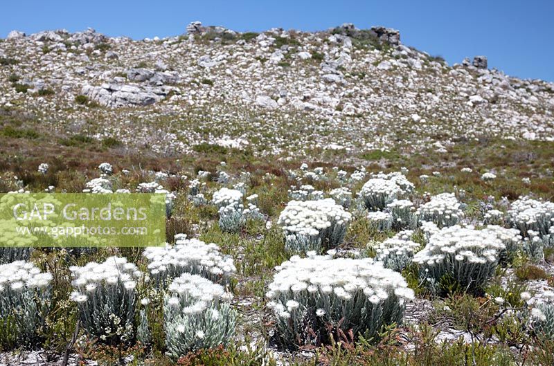Syncarpha vestita - Cape Snow, Western Cape, South Africa. 