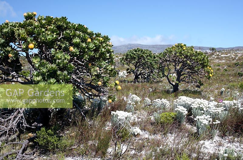 Syncarpha vestita - Cape Snow and Leucospermum conocarpodendron - grey tree pincushion