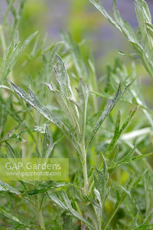 Artemisia ludoviciana 'Silver Queen' - Western mugwort 'Silver Queen'

