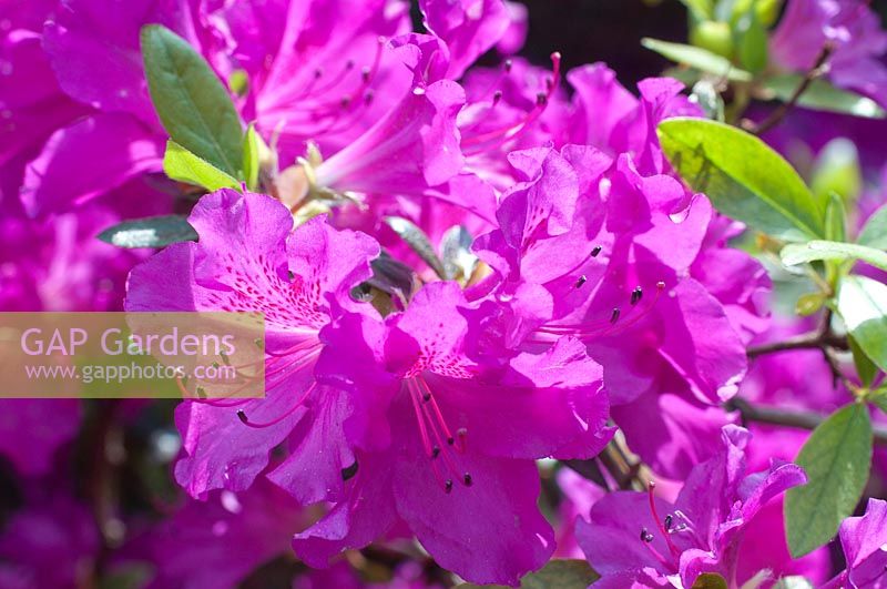 Rhododendron Beethoven
