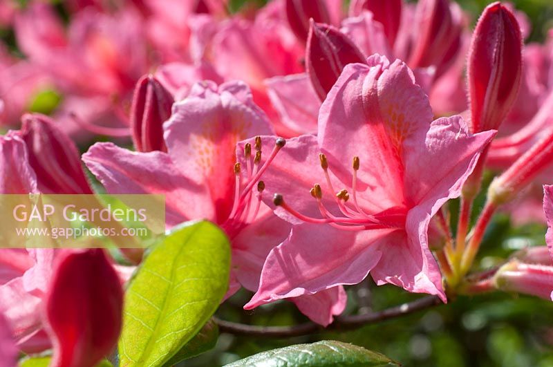 Rhododendron 'Jolie Madame'