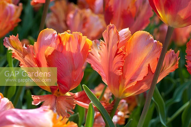 Tulipa 'Orange Favourite'