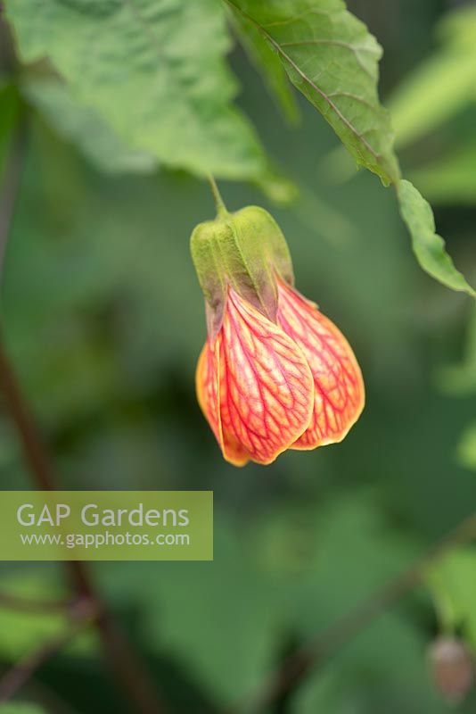 Abutilon 'Red Tiger' - Flowering Maple