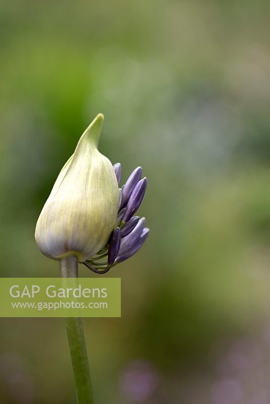 Agapanthus 'Maureen' - Flower bud opening