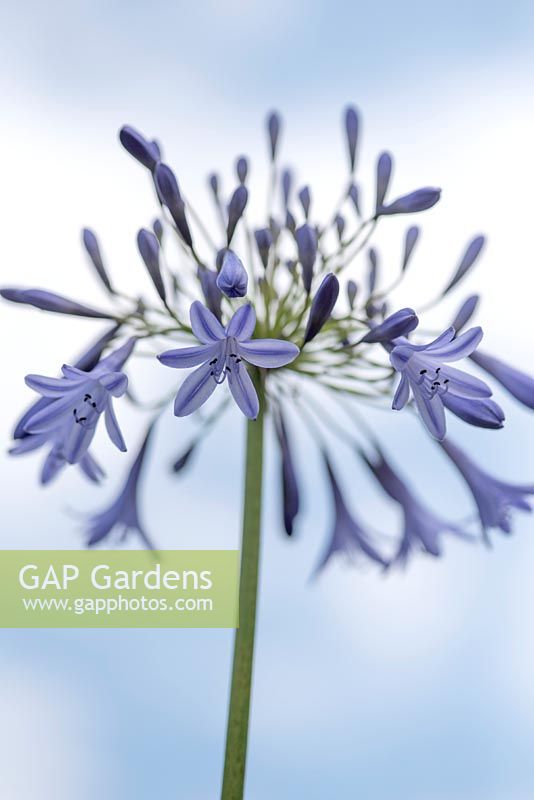 Agapanthus inapertus 'Lydenberg' - African Lily 'Lydenberg'