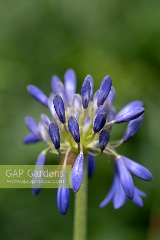 Agapanthus 'Bressingham Blue' - African Lily 'Bressingham Blue'