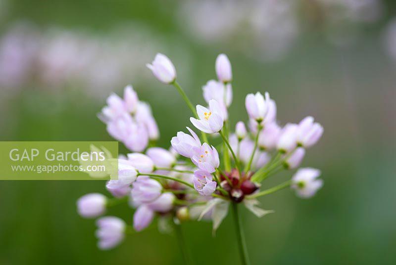 Allium roseum - rosy-flowered garlic 