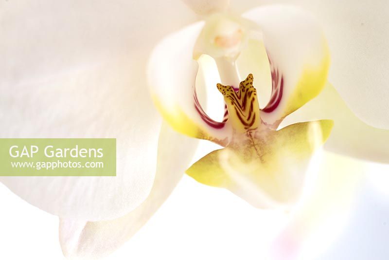 Phalaenopsis - White Moth Orchid