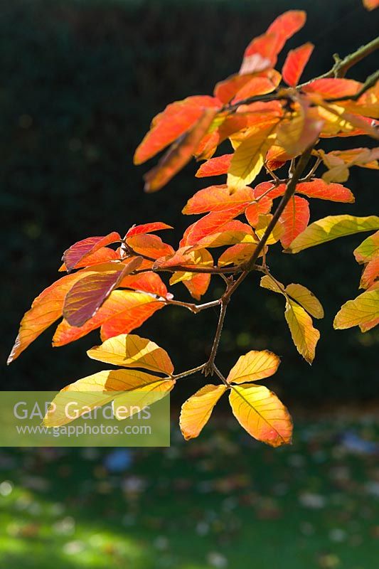 Acer maximowiczianum - Nikko maple