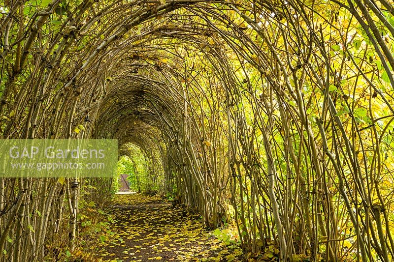 Hazel tunnel - Corylus avellana