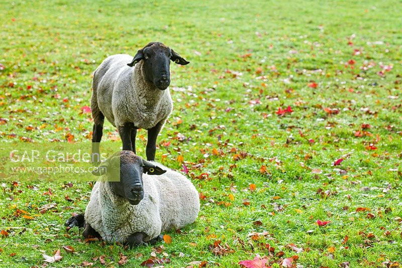 Sheep used to graze a wildflower meadow