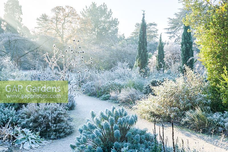 View of dry garden with mediterranean plants on a frosty morning. Cupressus sempervirens Stricta Group.