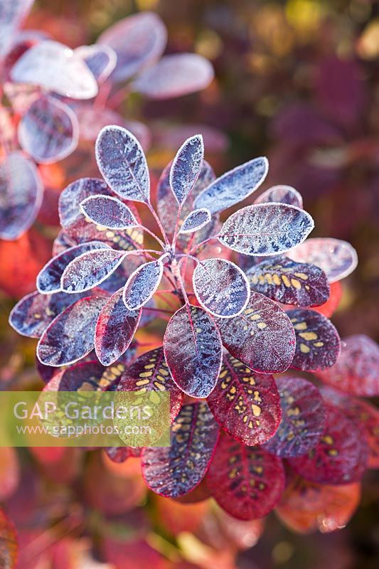 Cotinus leaves with frost