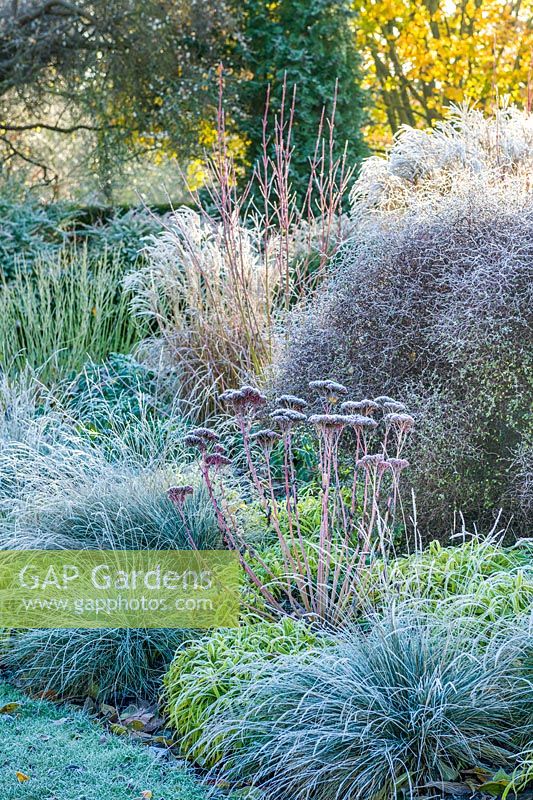 Winter border on a frosty morning