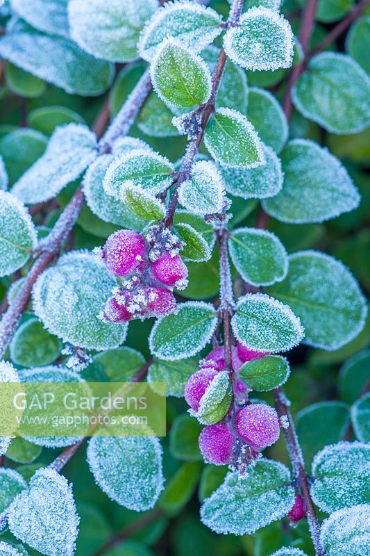 Symphoricarpos x chenaultii 'Hancock' with berries with frost. 