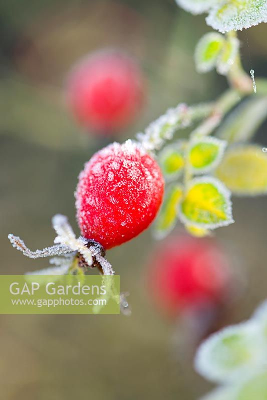 Rosa rubiginosa - Sweet briar - Hips with frost. 