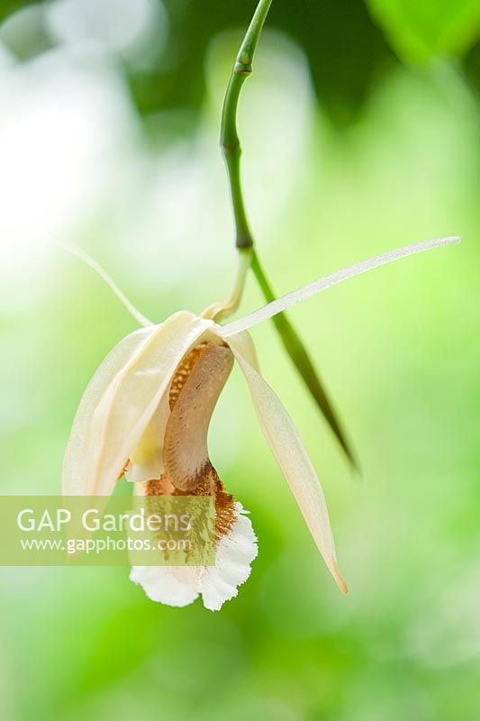 Coelogyne speciosa - Orchid. 
