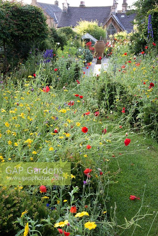 Wild flower planting with Papaver rhoeas - Field poppy Agrostemma githago - Corn cockle and Glebionis segetum - Corn marigold and grassy path leading to a contemorary rill and classical urn