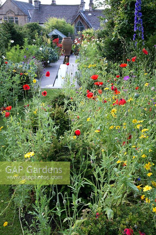 Wild flower planting with Papaver rhoeas - Field poppy Agrostemma githago - Corn cockle and Glebionis segetum - Corn marigold Delphinium Taxus baccata and grassy path leading to a contemorary rill and classical urn