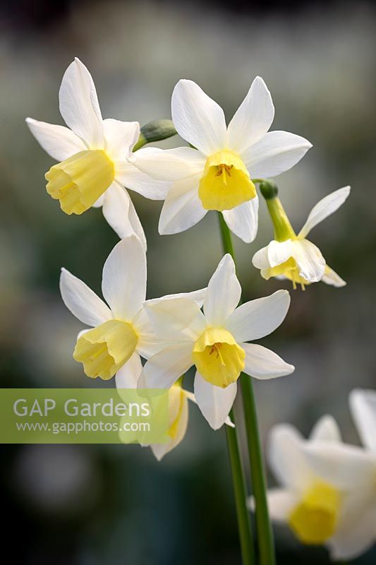Narcissus 'Sailboat' AGM - Daffodil