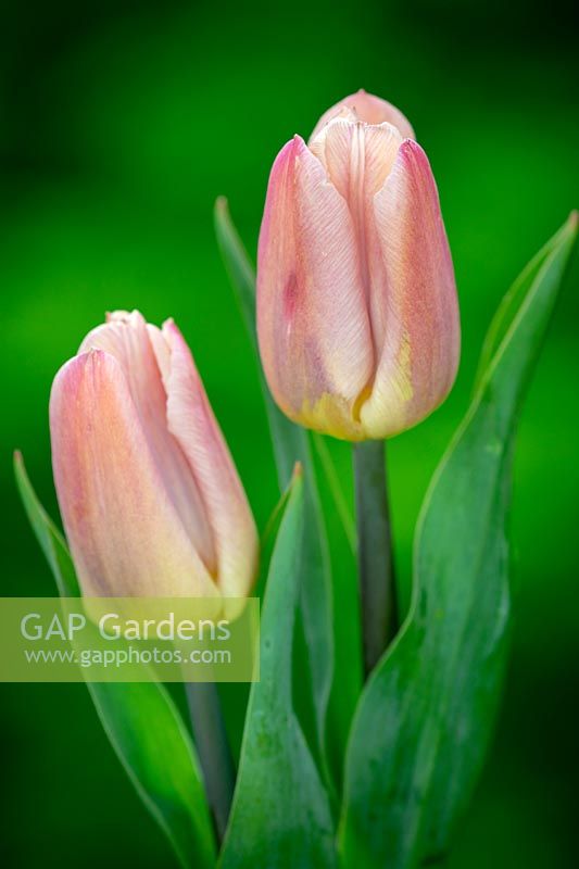 Tulipa 'Copex Apricot'