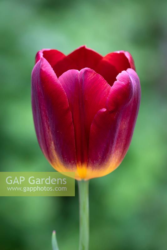 Tulipa 'Amber Glow'