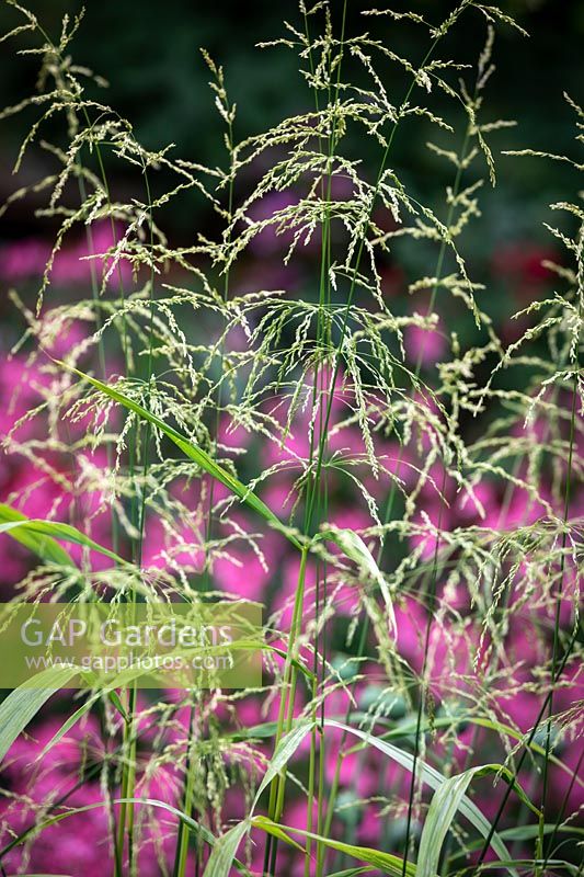 Phaenosperma globosa - Waterfall Millet