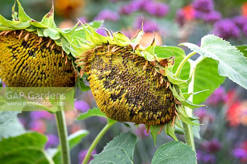 Helianthus annuus 'Sun-fill Green' - Sunflower grown for birdseed
