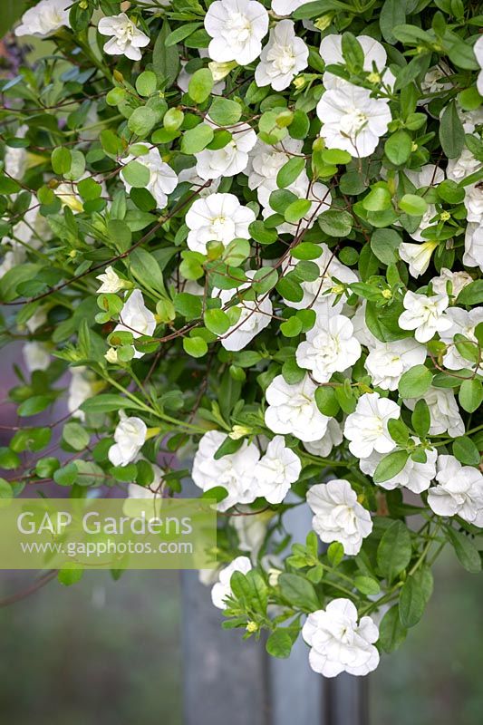 Calibrachoa Can Can 'Double White Improved' and Muehlenbeckia complexa - Maidenhair vine.