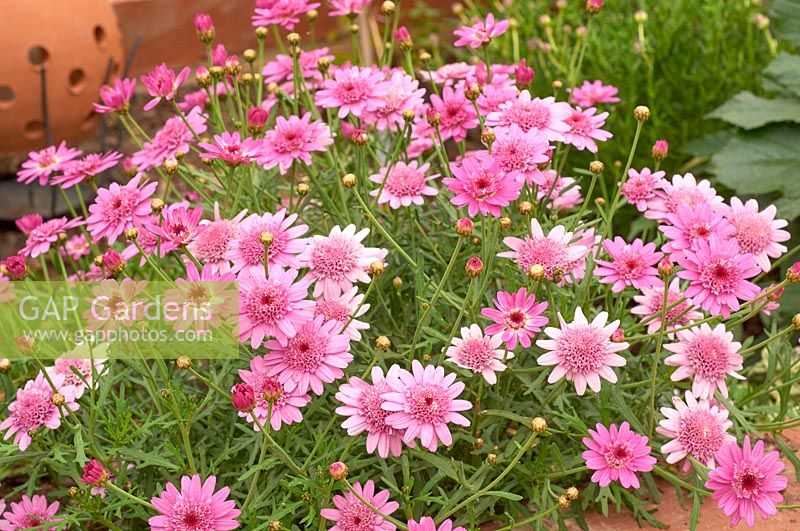 Argyranthemum frutescens 'Crested Pink'