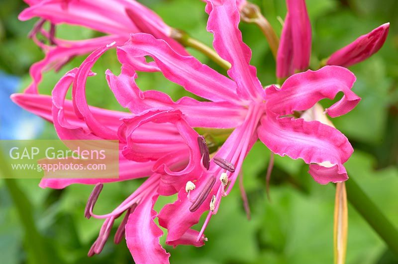 Nerine bowdenii 'Isabelle' - Bowden lily
