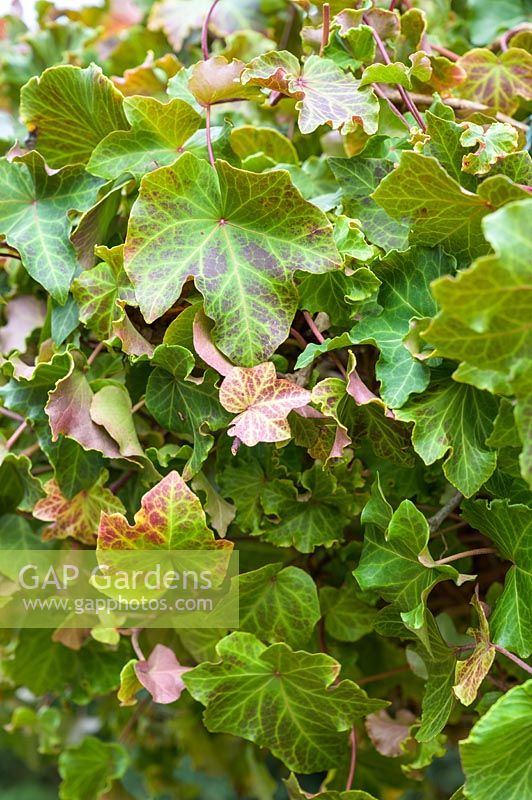 Hedera helix 'Parsely Crested' - Ivy 