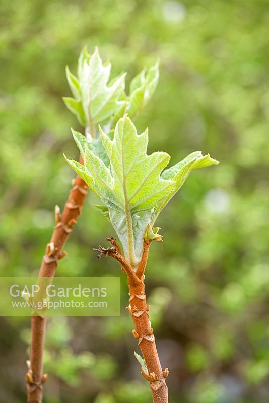 Hydrangea quercifolia - Oakleaf hydrangea