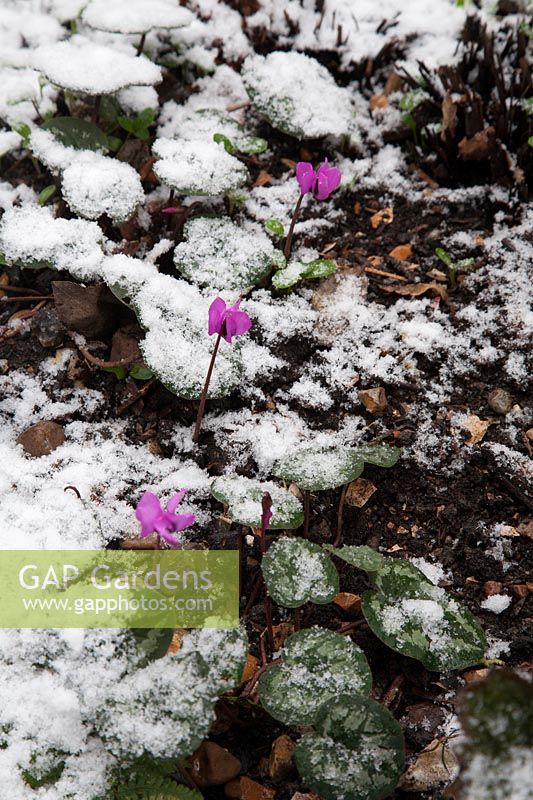 Cyclamen coum flowering in snow