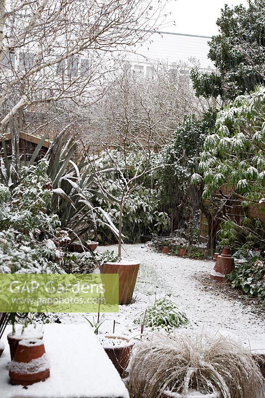 Snow in town garden with small lawn and gravel borders, large perennial and shrub borders, Magnolia in a pot