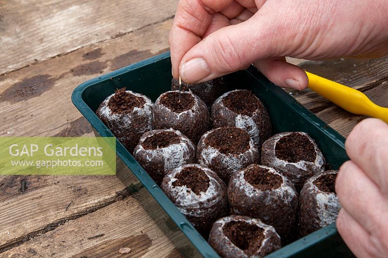 Sowing seeds into Jiffy-7 coir pellets 