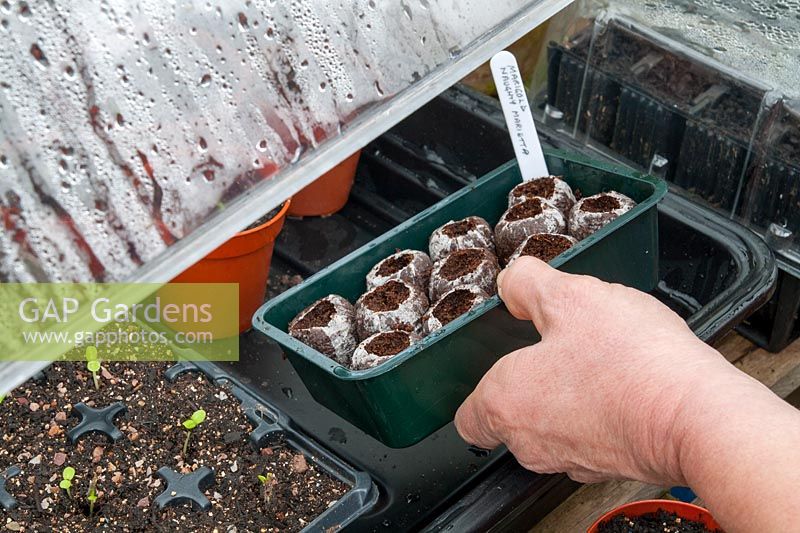 Placing Jiffy-7 coir pellets into a heated propagating case after sowing seed
