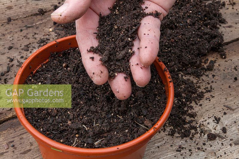Covering seeds, sown in a pot, with compost 