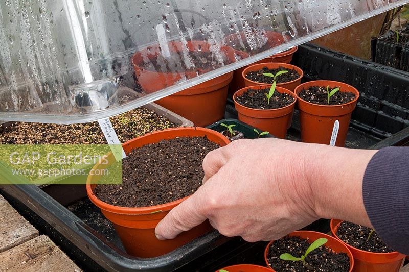 Placing pot of sown seed in a heated propagator
