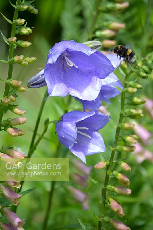Bumble bee on Campanula persicifolia - Fairy bellflower 