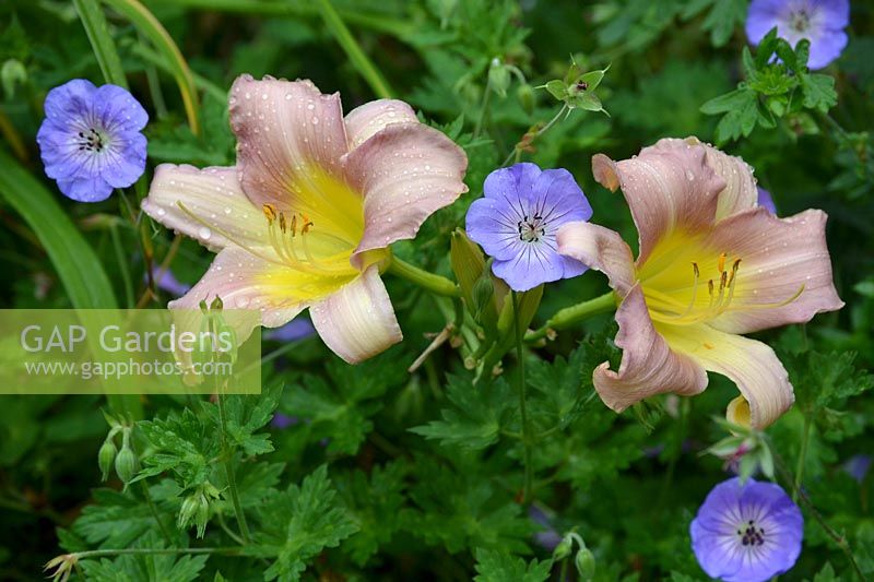 Hemerocallis 'Catherine Woodbury' - Daylily - with Geranium 'Patricia' 